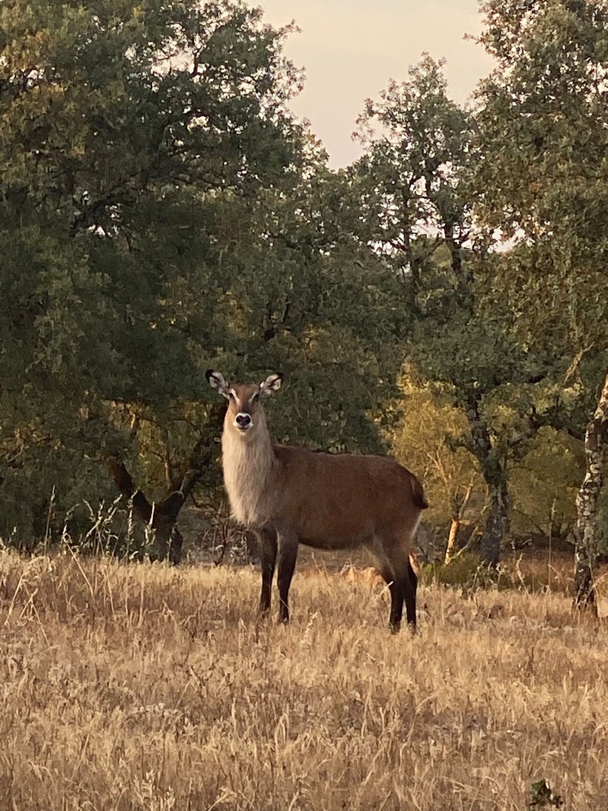 Antelope at golden hour