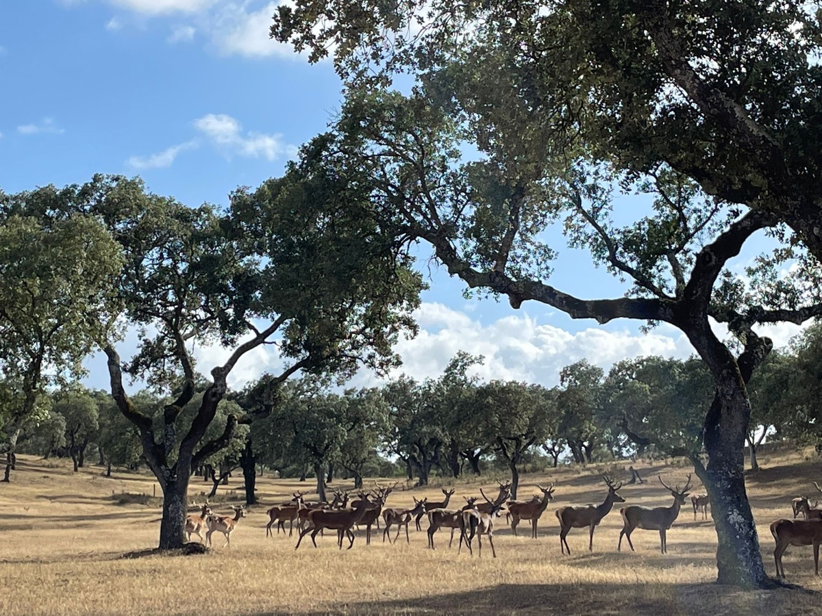 Pebble Stone Farm — deer herd on the hunting estate