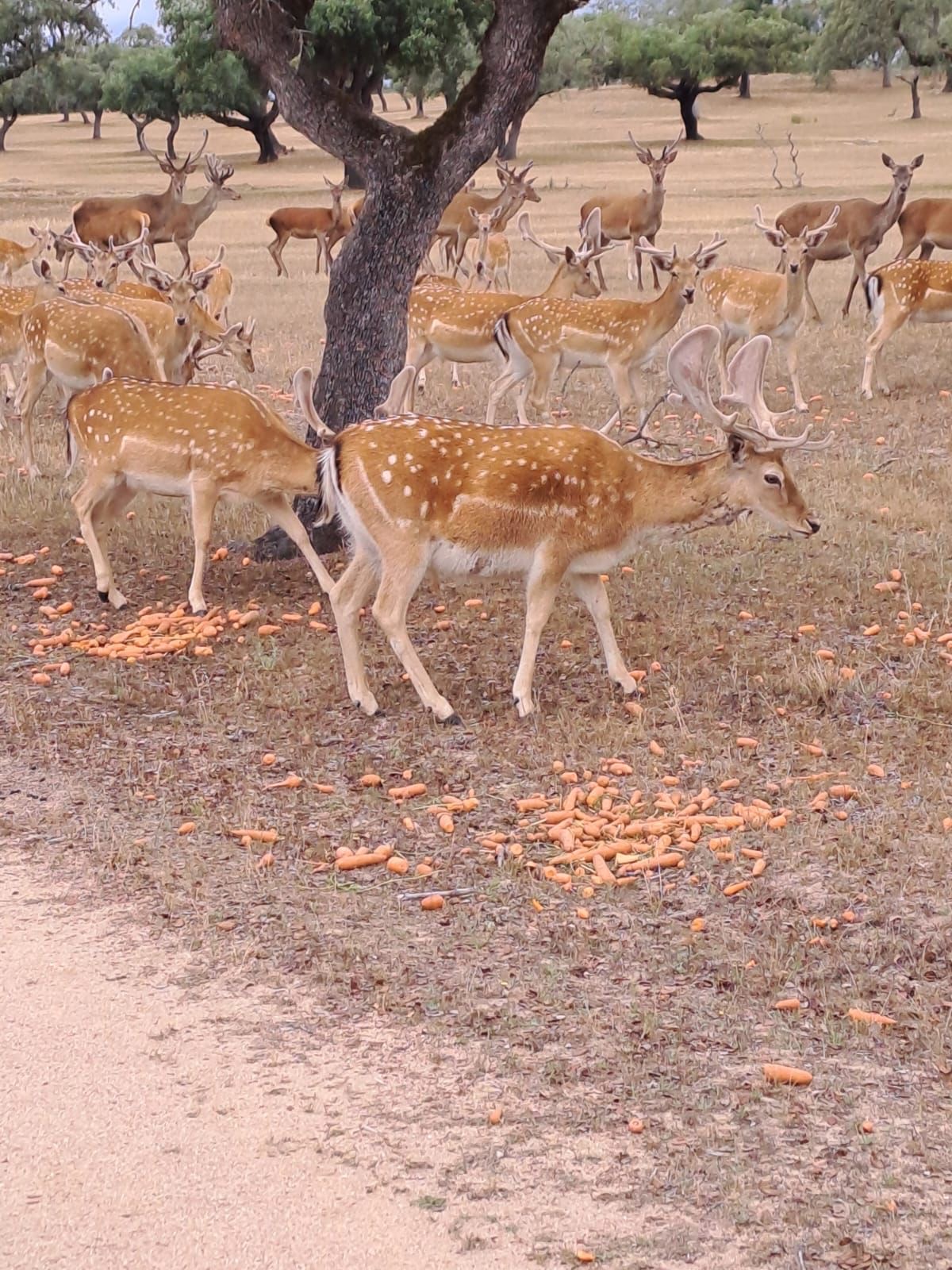 Deer at the estate