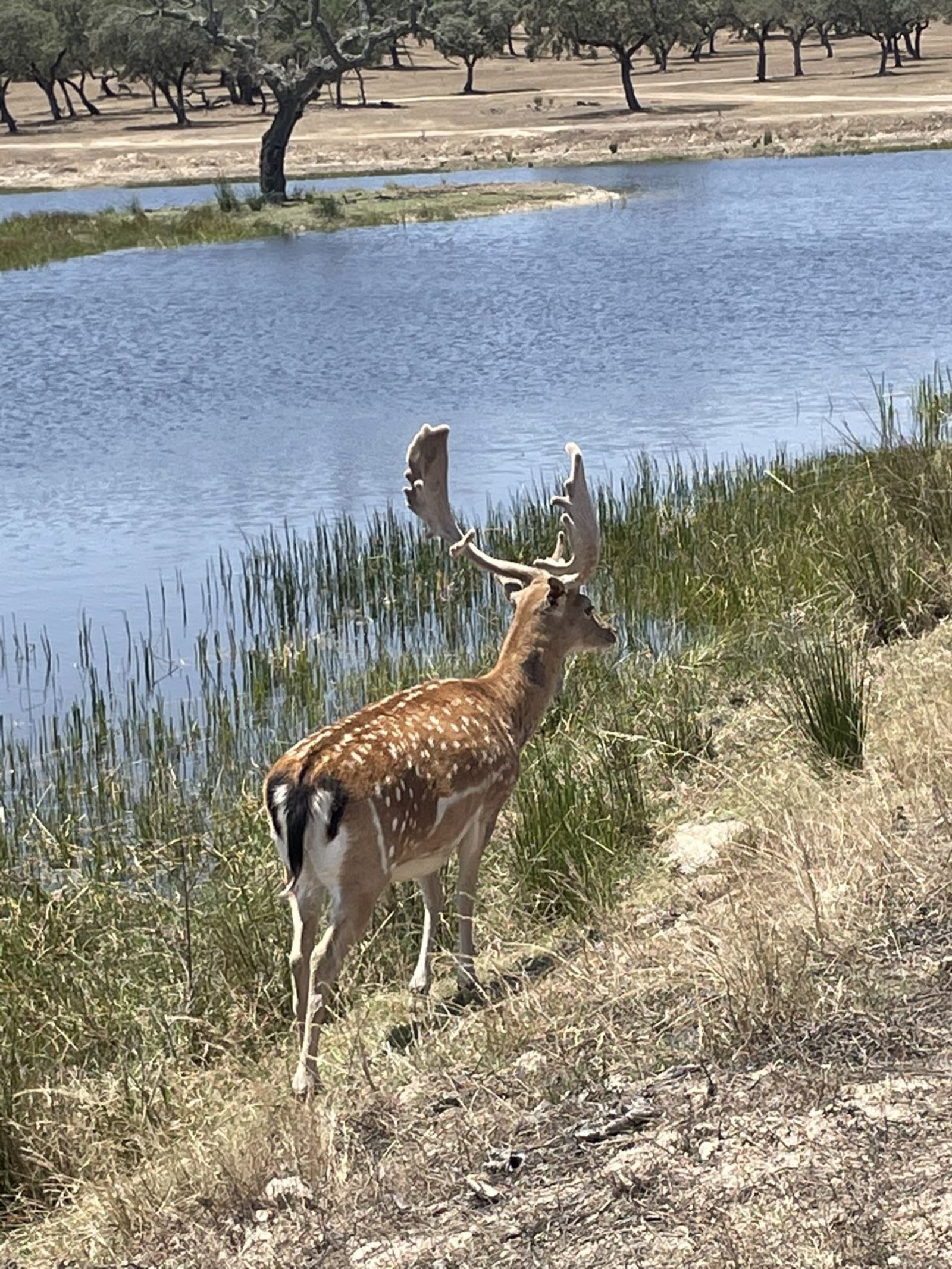 Impala at the water