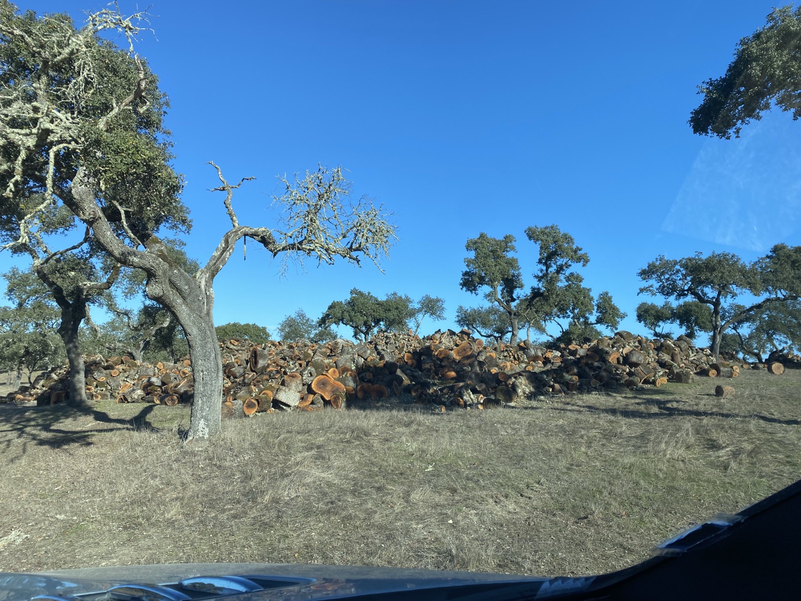 Cork oak harvest