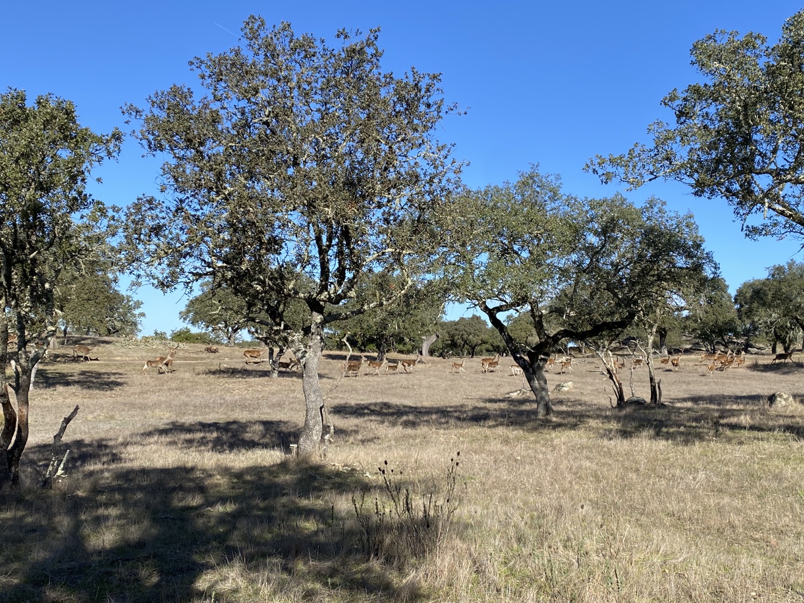 Deer herd in cork oak forest